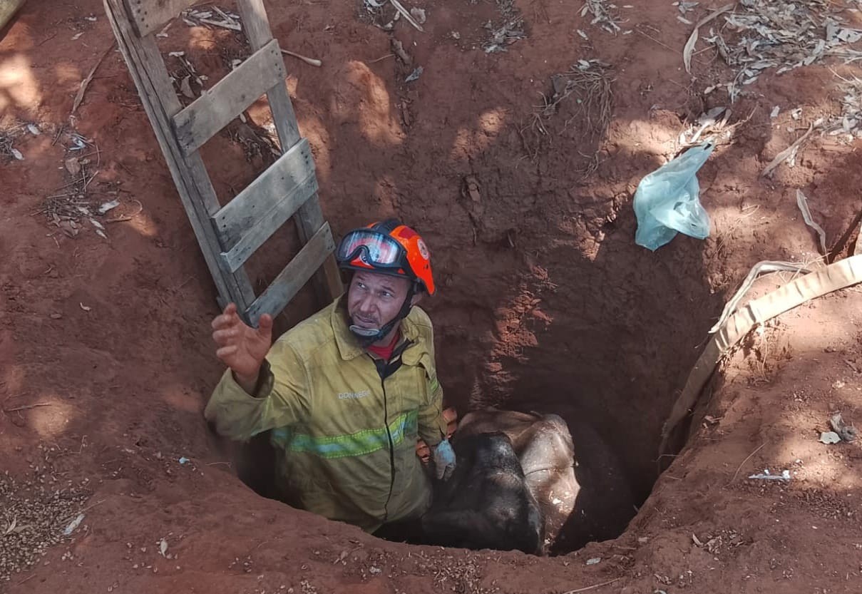 Vaca é içada com ajuda de pá carregadeira ao cair dentro de buraco em Castilho 