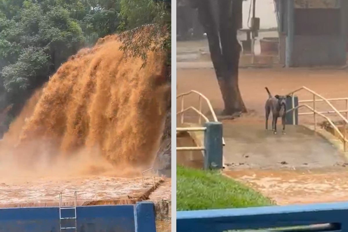 Cachorro fica ilhado após aumento do volume de água na Cachoeira de Cambuci; animal passa bem