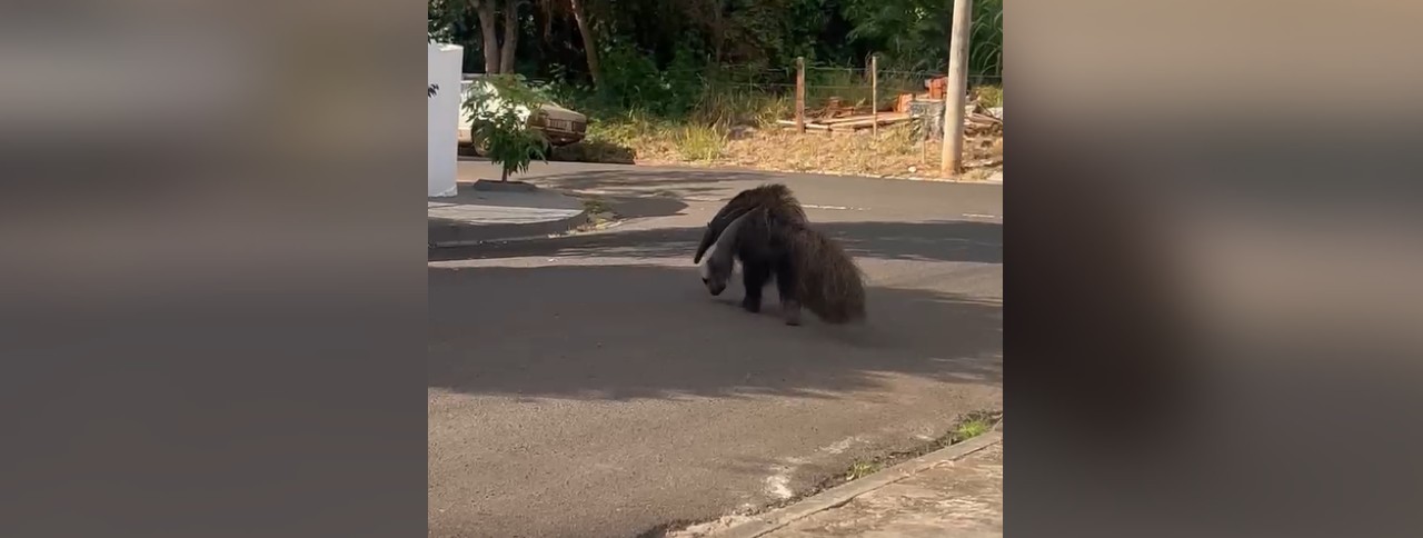 VÍDEO: moradora flagra tamanduá-bandeira 'passeando' pelas ruas de Jales