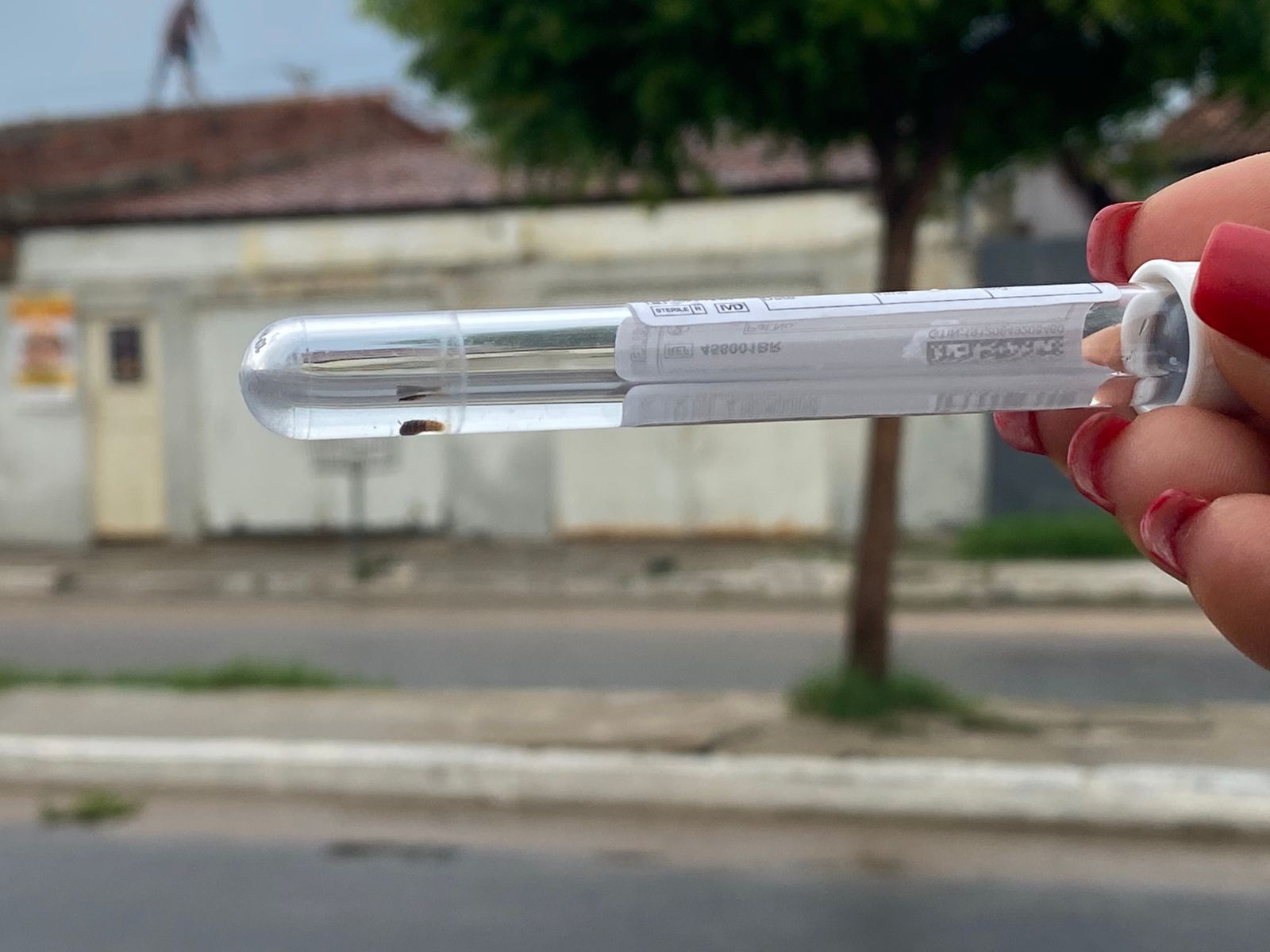 Chuvas acendem alerta para dengue, Zika e chikungunya em Petrolina