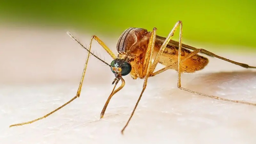 Brasil confirma quatro casos de Febre do Nilo Ocidental em São Paulo e Santa Catarina