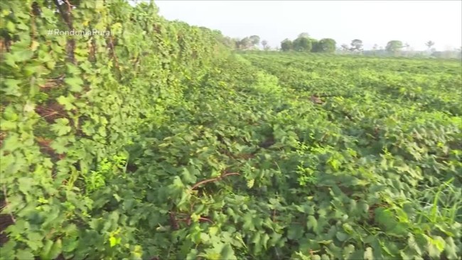 G1 - Máquina reduz custo da colheita do café conilon e robusta em Rondônia  - notícias em 4 Rondonia Rural Show 2015