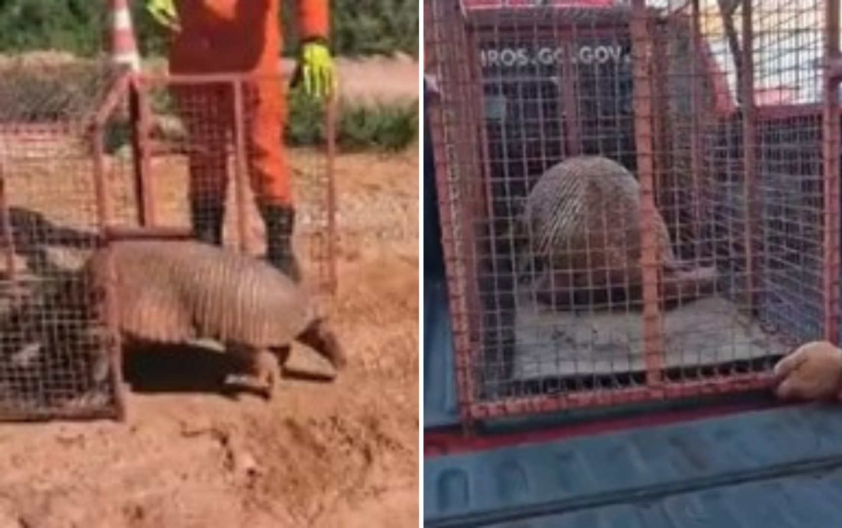 Tatu gigante que pesa cerca de 30 kg é capturado por bombeiros em Mineiros  