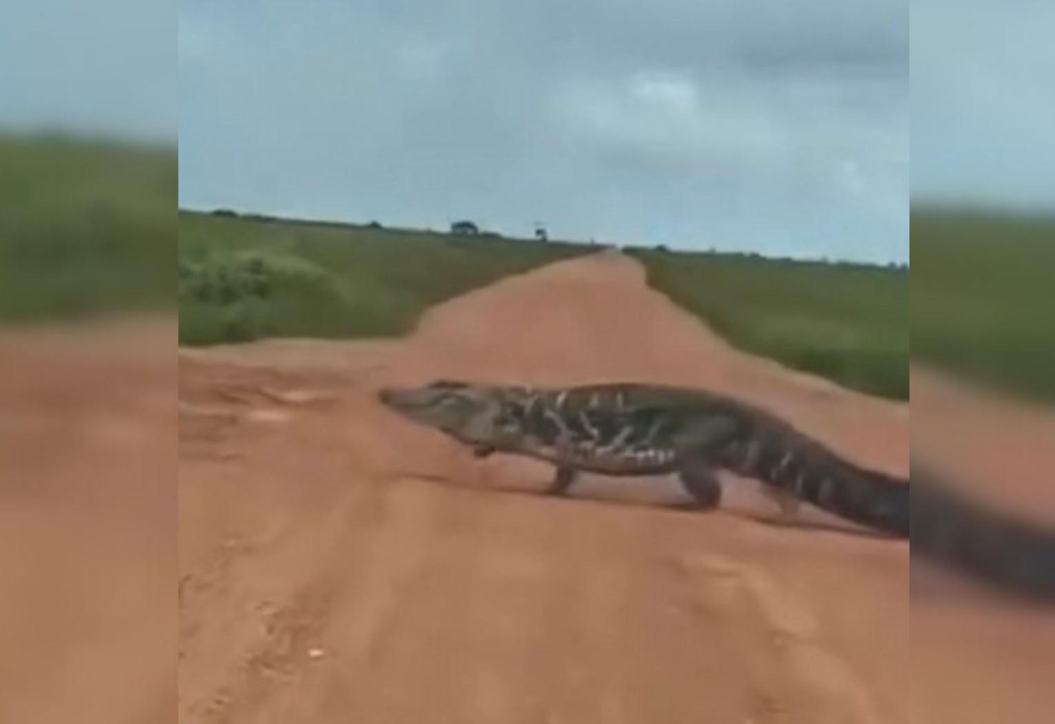 Jacaré atravessando estrada no Tocantins impressiona pelo tamanho; vídeo