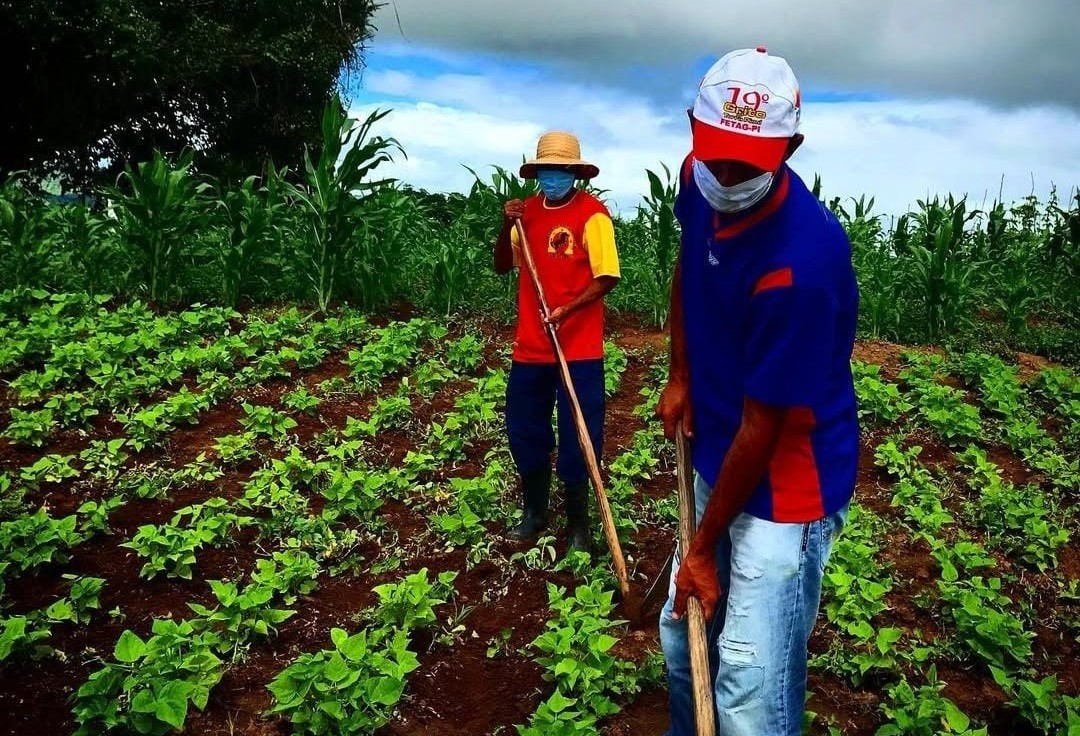 'Dia Mundial da Agricultura': Alagoas tem boa safra de grãos através de programa de incentivo aos pequenos produtores