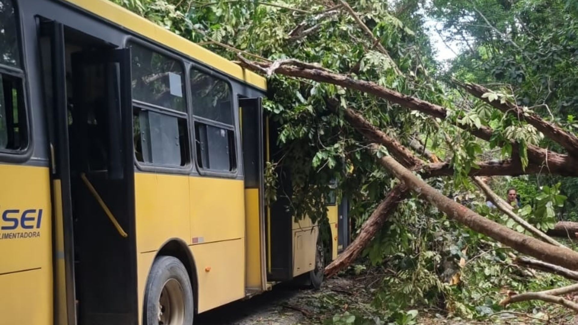 Árvore cai em cima de ônibus com passageiros na Estrada de Aldeia, em Paudalho