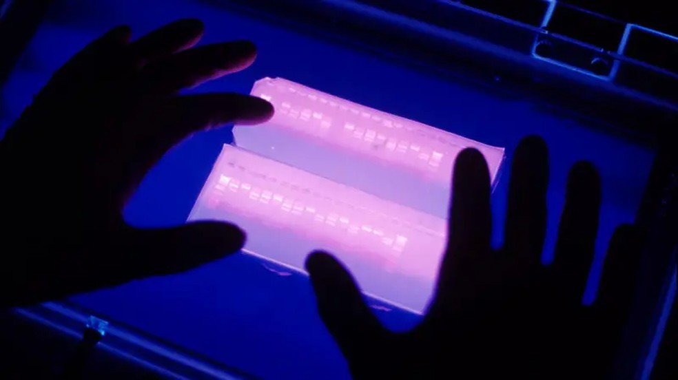 Os cientistas do Instituto de Genética da Universidade Nacional da Colômbia empregam uma técnica que permite a obtenção do perfil genético de uma pessoa em formato similar a um código de barras — Foto: GETTY IMAGES via BBC