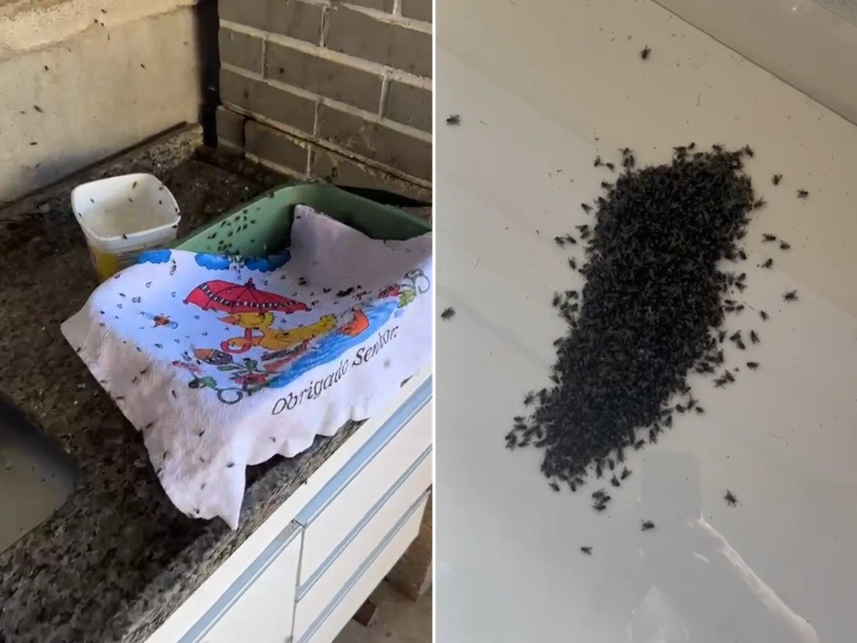 Moradores denunciam aumento de infestação de moscas em Teresópolis