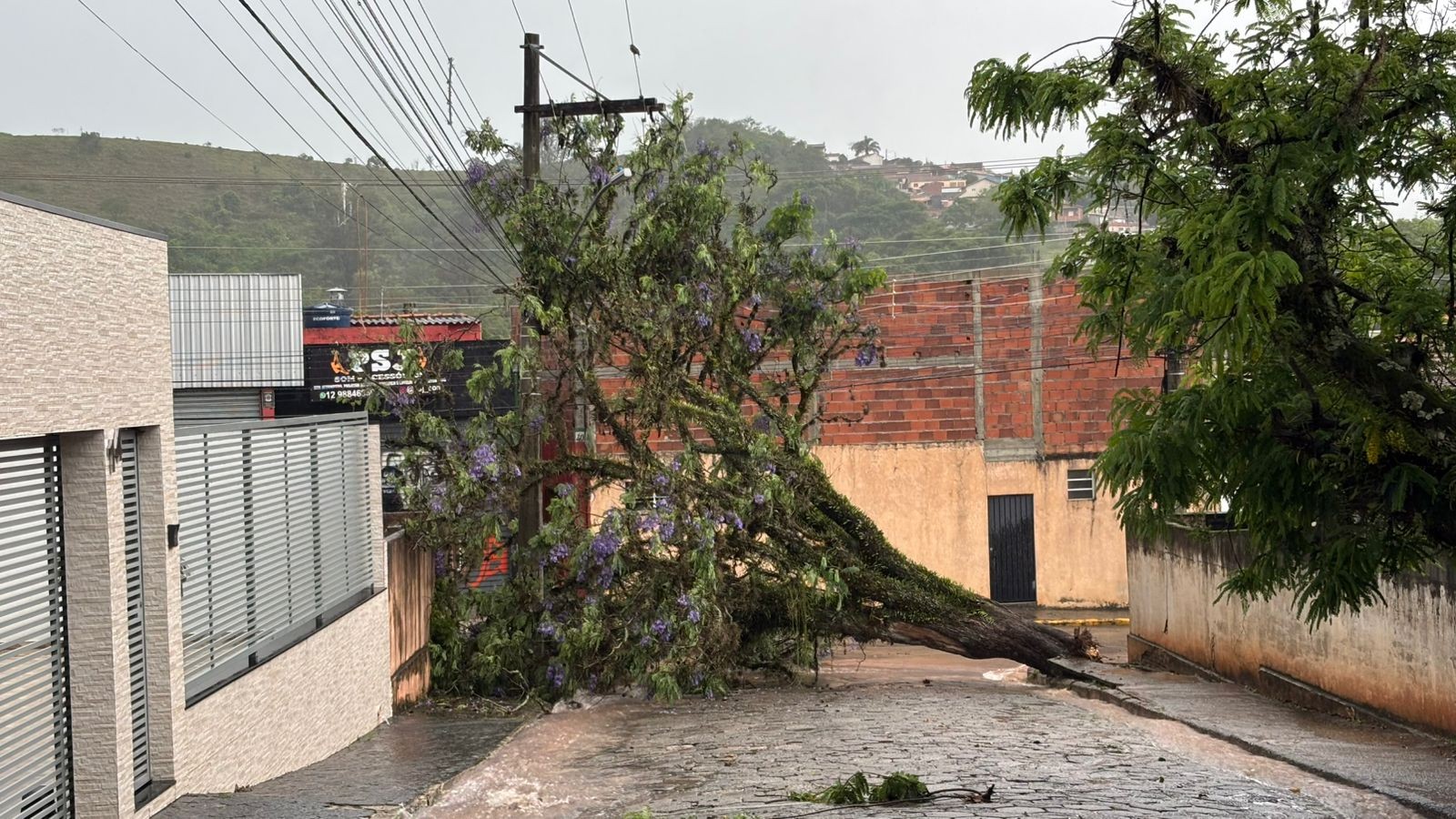 Cidades da região registram quedas de árvores após chuva; São José teve ventos de 109 km/h