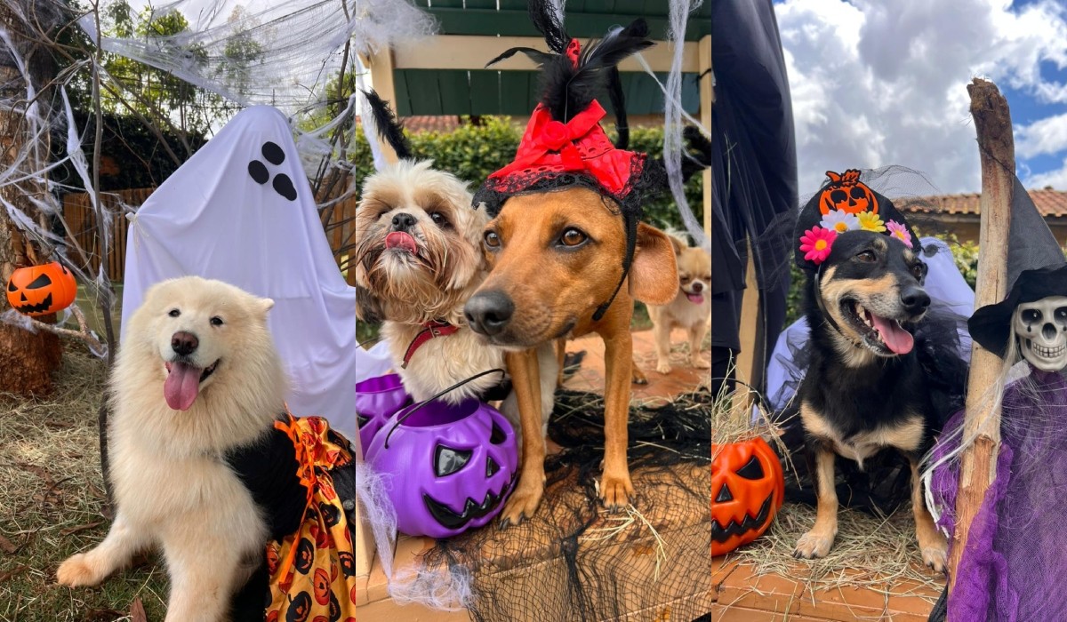 Petiscos ou travessuras: creche para pets promove concurso de fantasias de Halloween no interior de SP