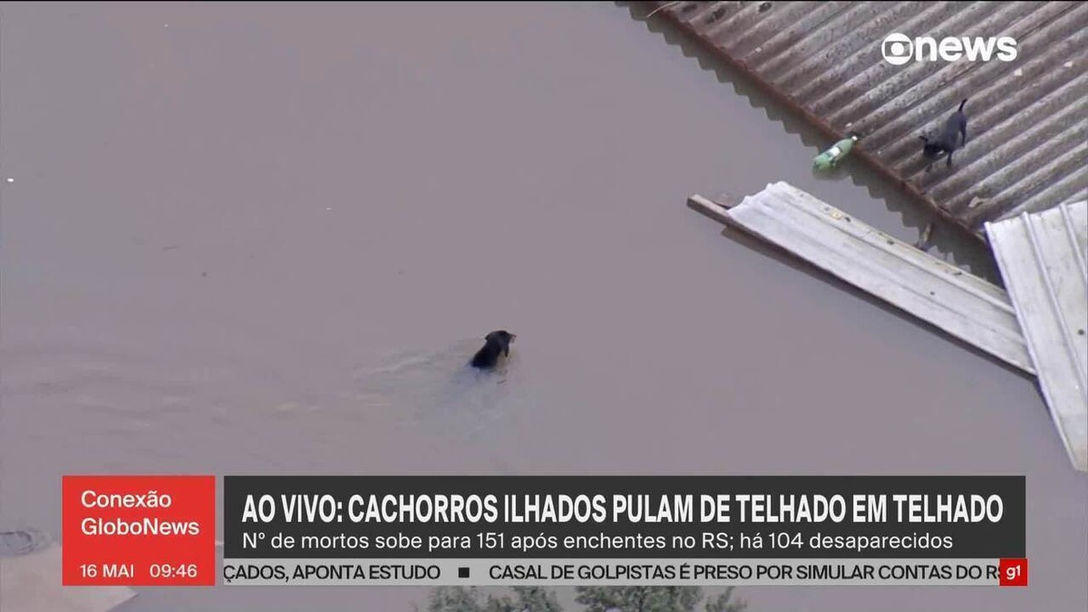 VÍDEO: Cachorro tenta fugir de alagamento e nada em busca de telhados em Canoas 
