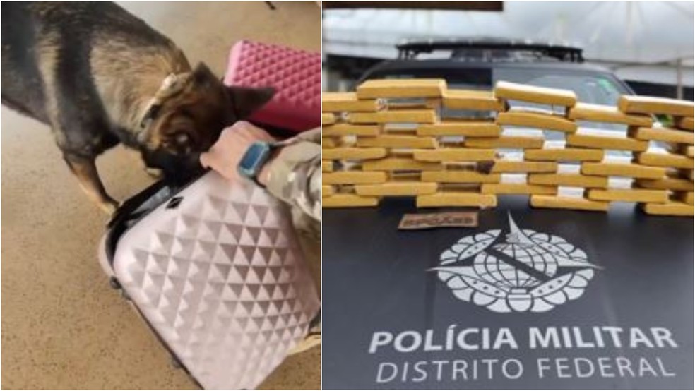 Cão farejador ajudou polícia a localizar cerca de 25 kg de drogas nas malas de jovem cearense na rodoviária de Brasília. — Foto: PMDF/ Divulgação