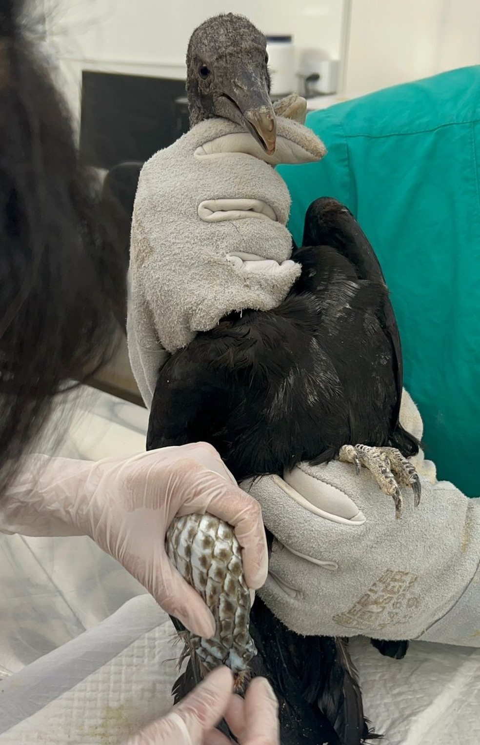 Urubu sendo tratado com pele de tilápia no HFAUS — Foto: Carinne Souza/g1