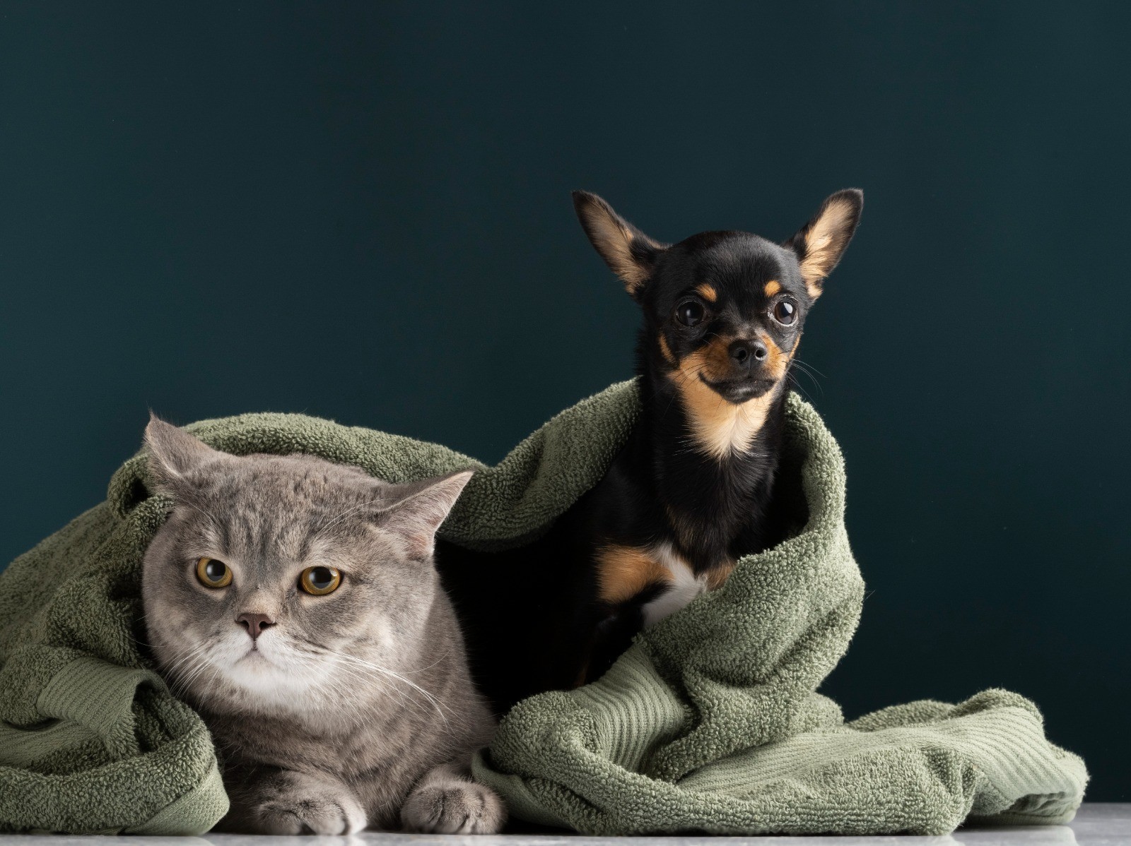 Cadastro para tutores temporários de cães e gatos é oferecido em Aracaju