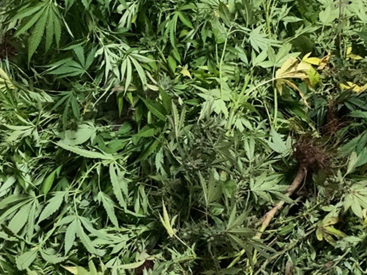 Mais de 100 kg de maconha e 220 pés da planta são apreendidos no interior de SP; homem é preso