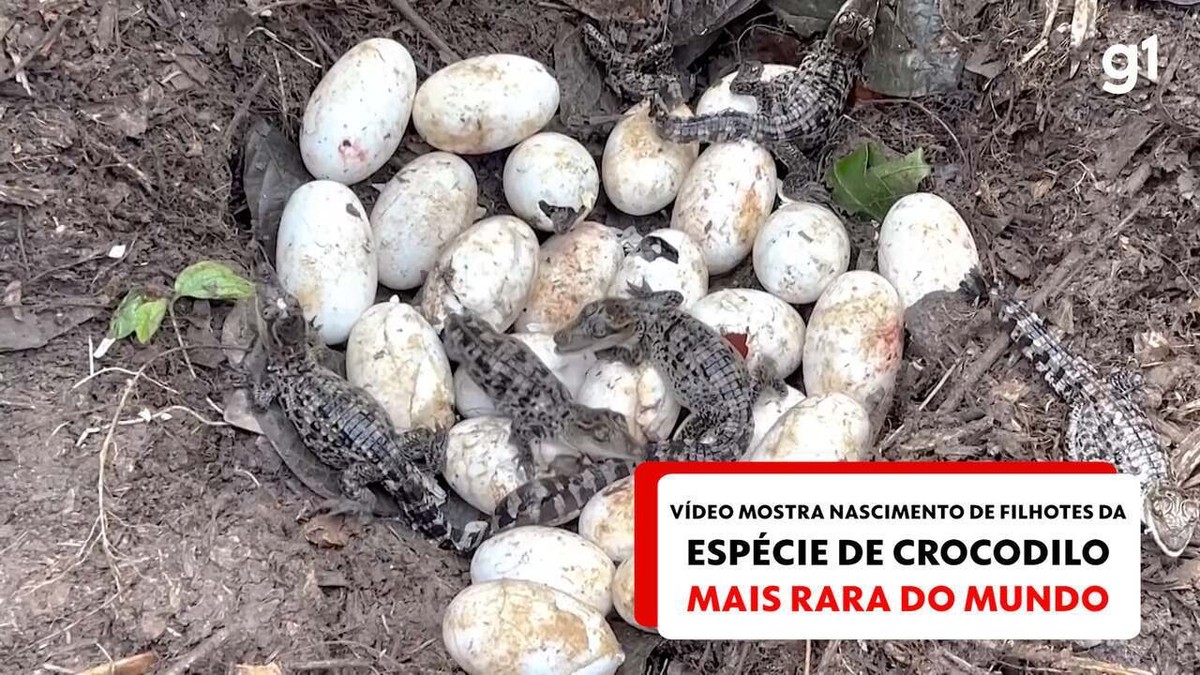 Il gruppo ha trovato nella foresta 100 uova di coccodrillo siamese, la specie più rara al mondo.  Video che mostra la nascita dei cuccioli |  mondo