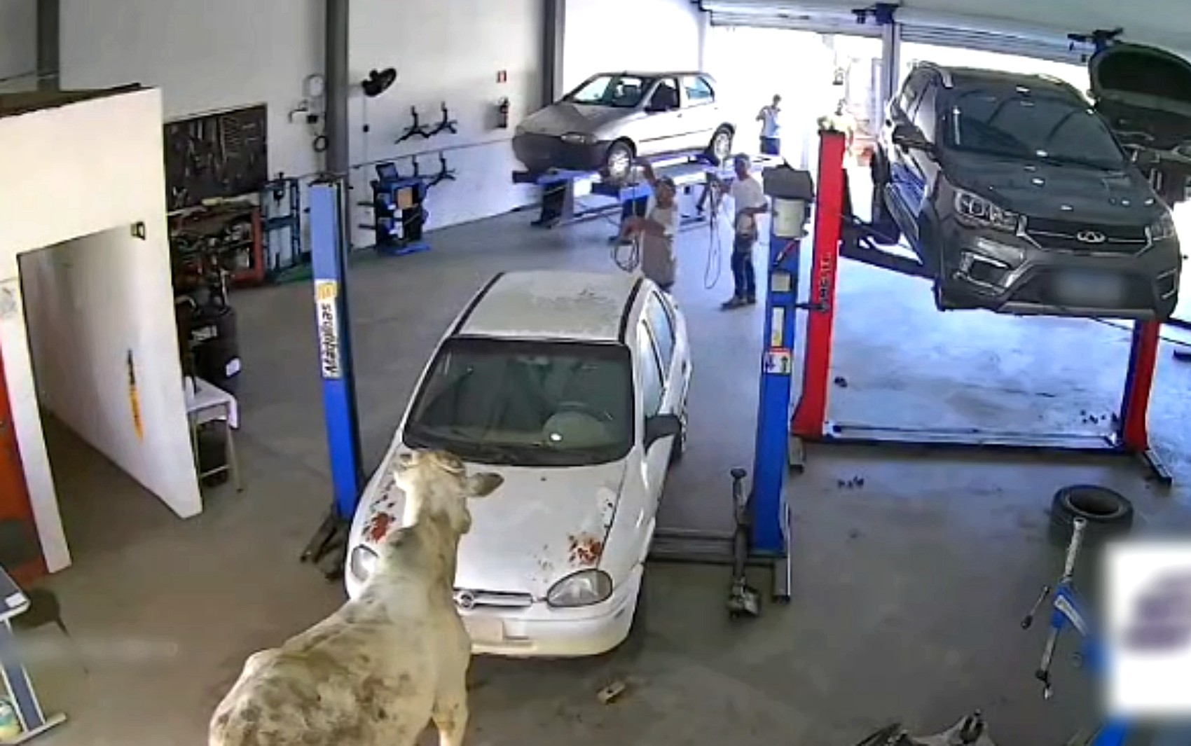 VÍDEO: Boi invade oficina mecânica após carreta com gado tombar na BR-459, em MG