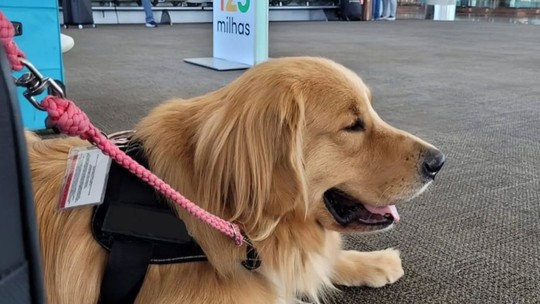 Cães de serviço antecipam crises e salvam vidas de pessoas com diabetes; entenda treinamento - Animais conseguem identificar alterações químicas que interferem no odor exalado pelo tutor de 15 a 20 minutos antes do início dos sintomas, evitando situações de risco aos diabéticos.