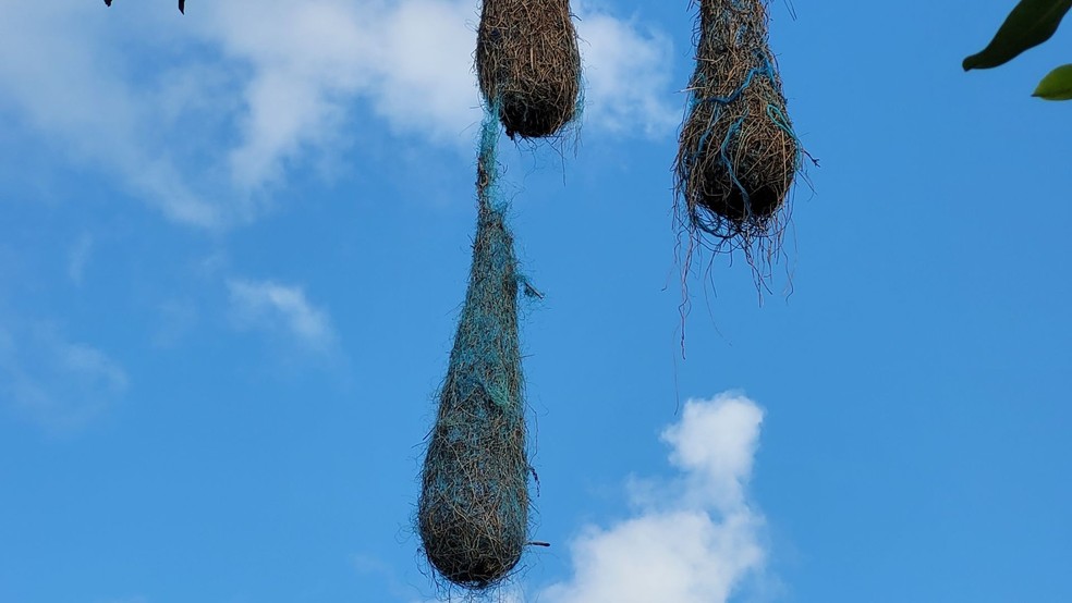 Aves constroem ninhos com lixo marinho e avanço de poluição preocupa cientistas no Amapá — Foto: Alan Furtado da Silva/Olamar/Divulgação