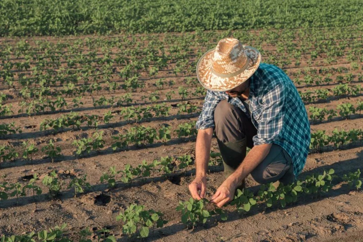 Governo Federal lança programa que destina R$ 1,22 milhão para agricultores familiares de baixa renda em MT