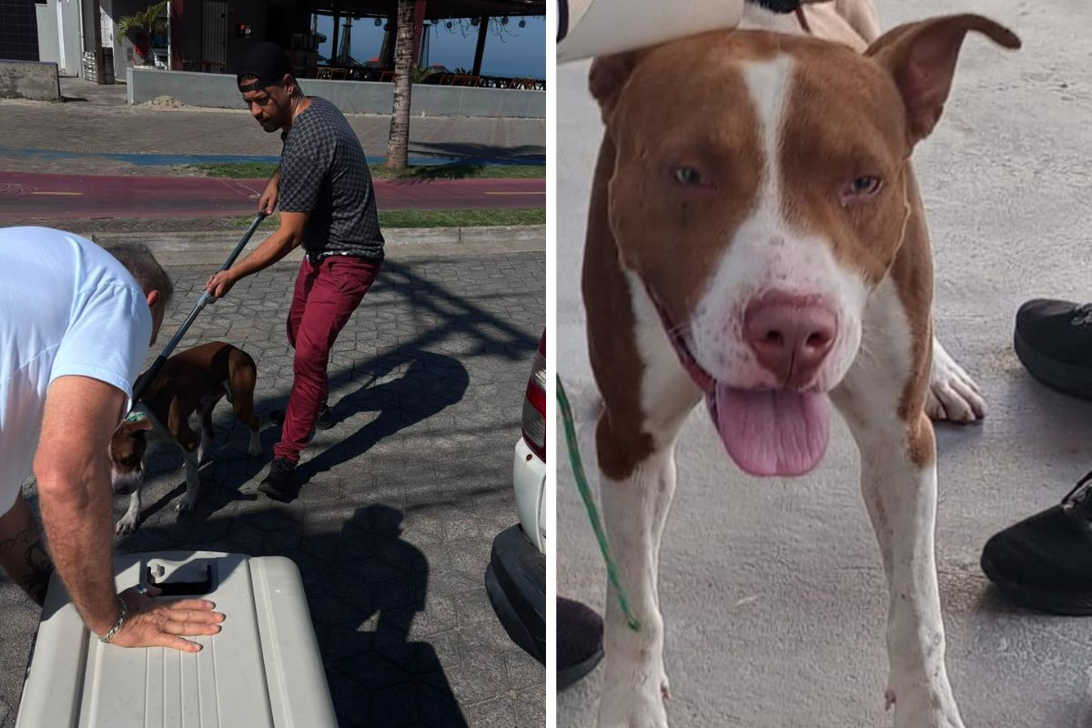 Menino de 7 anos é atacado por cão em praça e leva pontos no joelho no litoral de SP