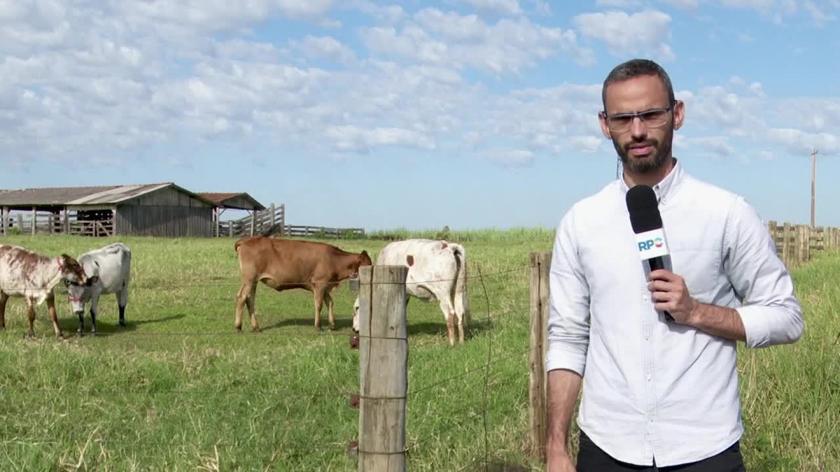 Altas temperaturas no noroeste do Paraná impactam produção de leite
