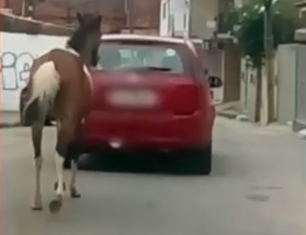 Cavalo é puxado por carro com uma corda presa ao pescoço em rua de  Fortaleza; vídeo, Ceará