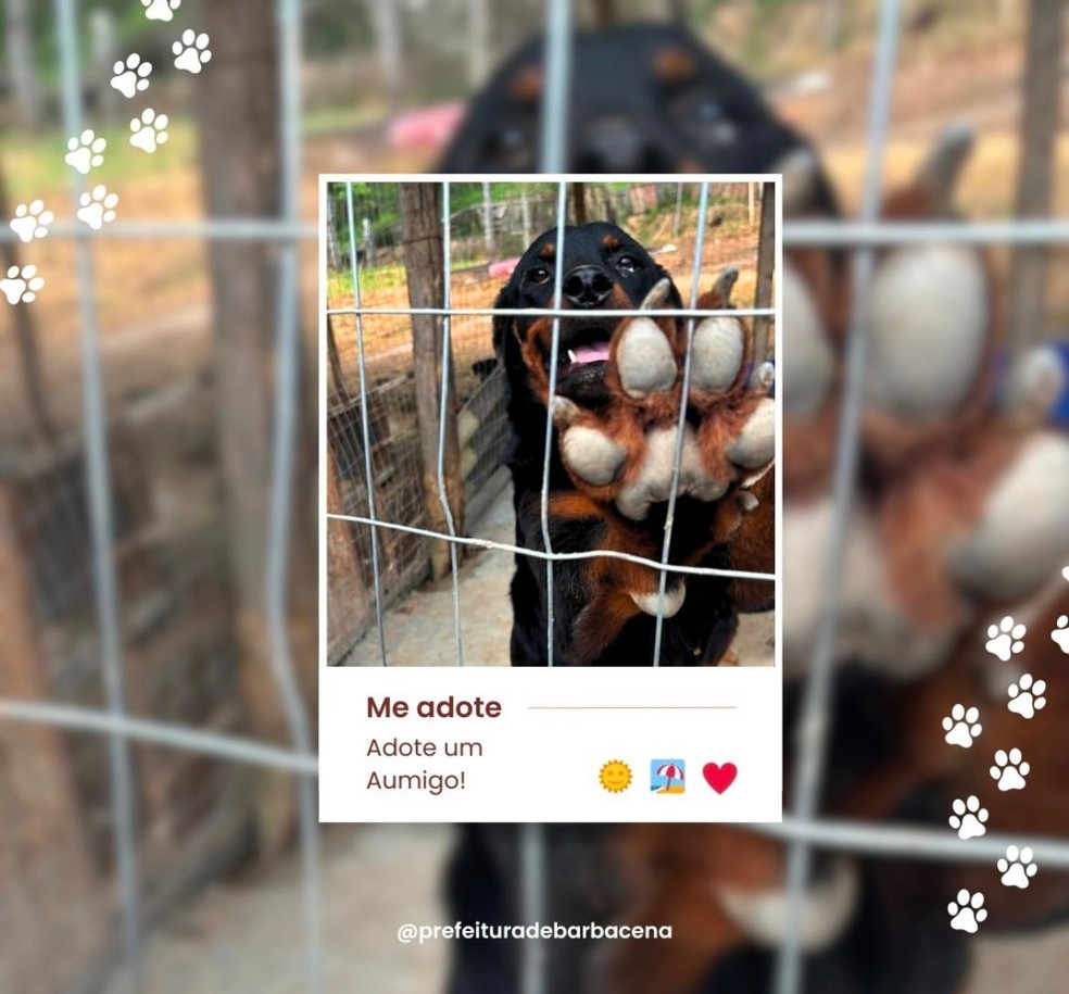 Mais de 100 cães são colocados para adoção em Barbacena — Foto: Prefeitura de Barbacena/Divulgação