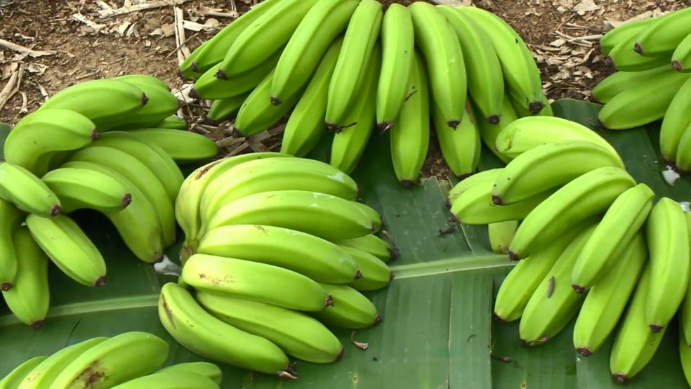 Banana Vitória é subvariedade da banana prata — Foto: Reprodução/TV Gazeta