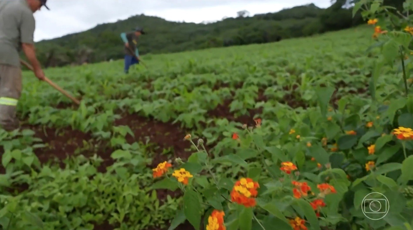 Frio de 12°C, lareira e verde do campo: sertanejos de AL comemoram chegada do inverno após dez meses de seca 