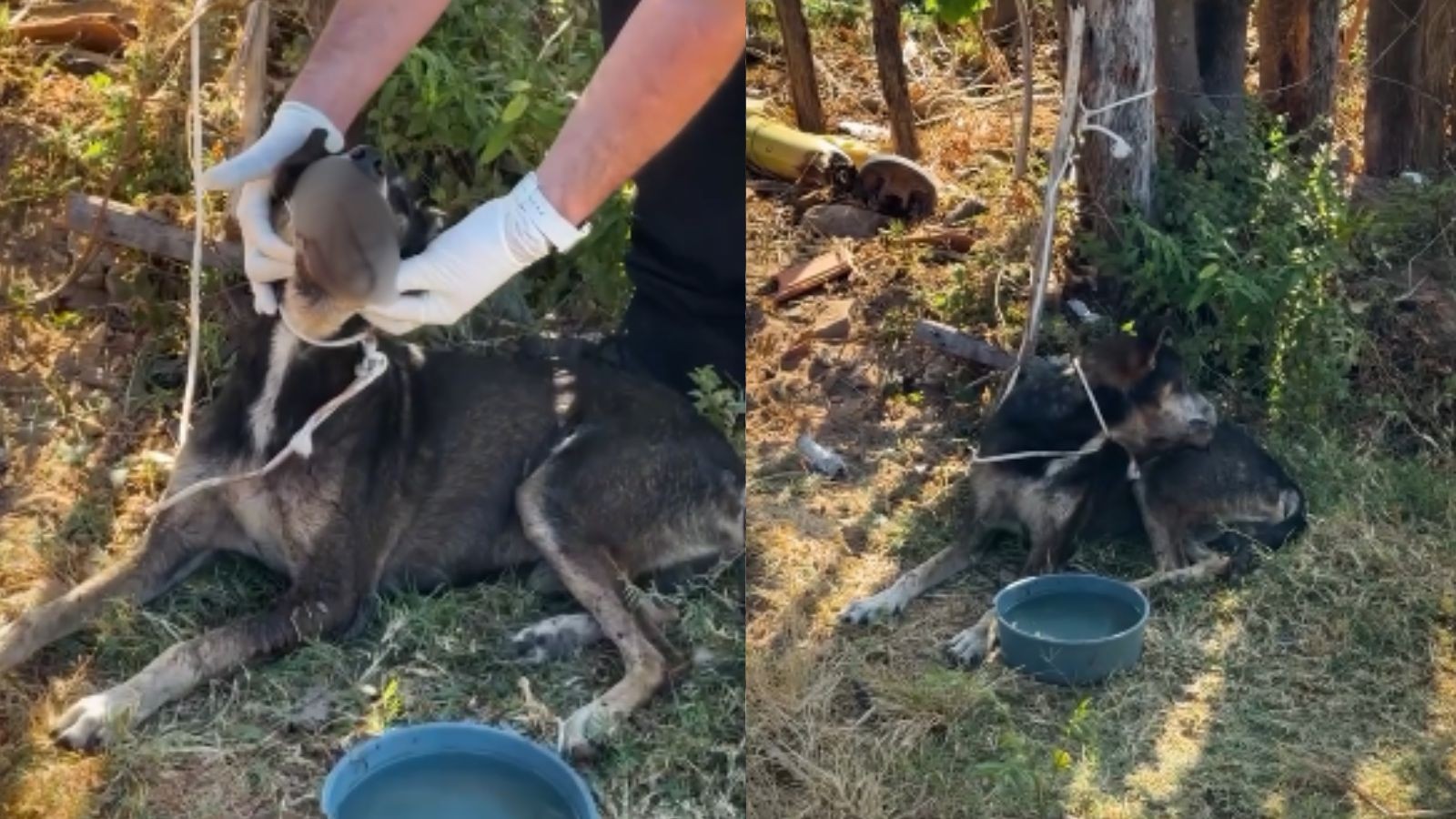 Cachorro com larvas no pescoço é resgatado amarrado em casa no PI; suspeita de facada