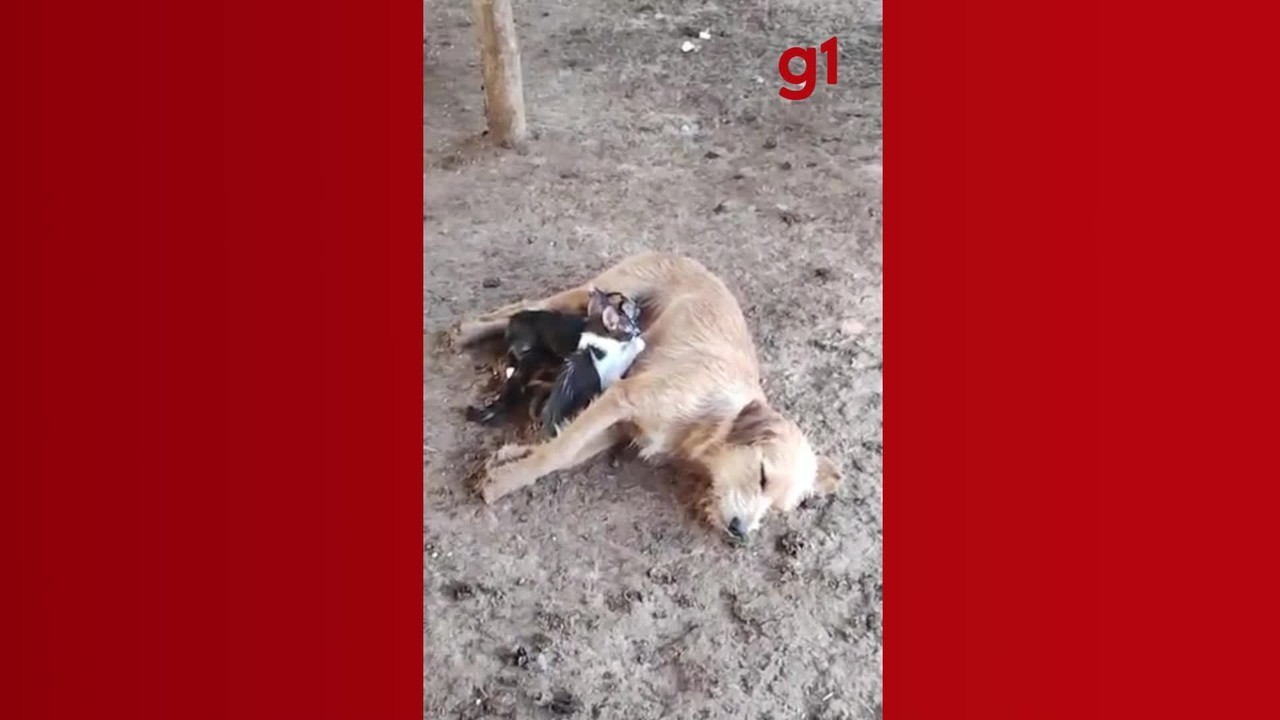 VÍDEO: cadela adota filhotes de gato e começa a amamentá-los no interior de MG
