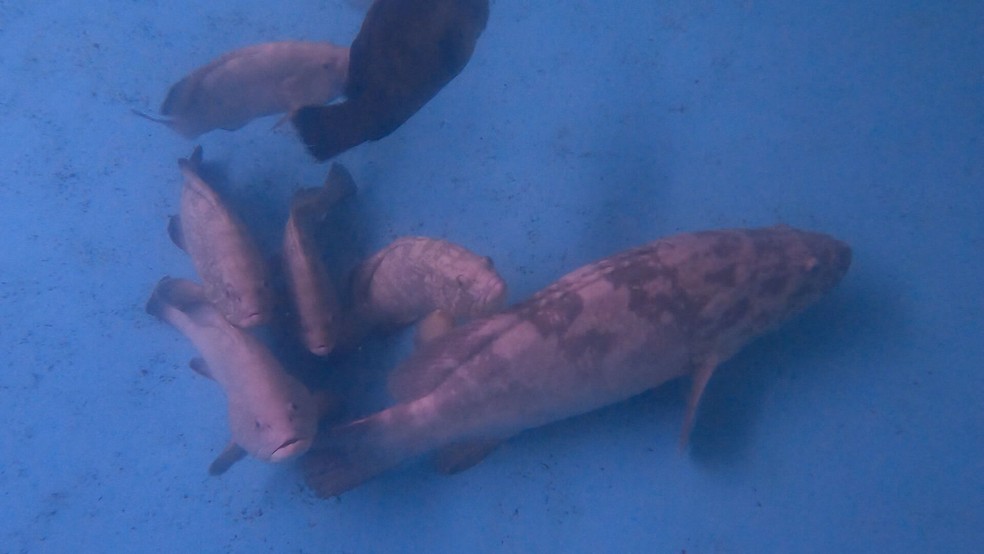Peixe mero, responsável pelo nome do projeto e hoje ameaçado de extinção — Foto: Reprodução/TV Globo