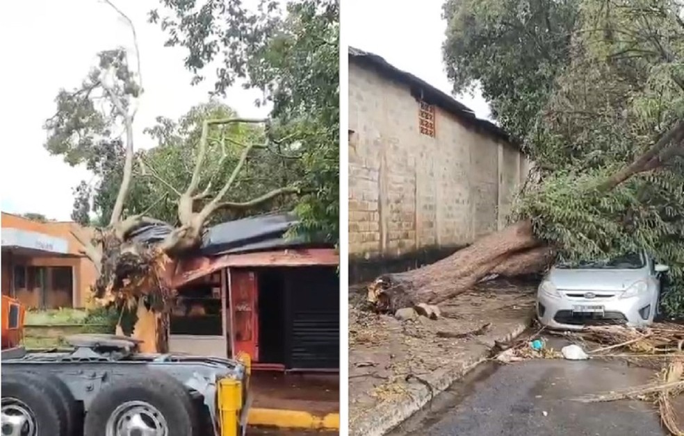 Várias árvores caíram e imóveis foram destelhados em Ilha Solteira (SP) — Foto: Reprodução / Ilha News