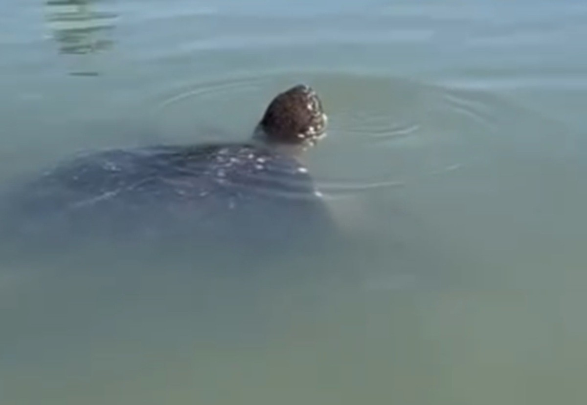 Tartaruga de grande porte surpreende banhistas em piscina natural: 'Parecia uma pedra'; VÍDEO