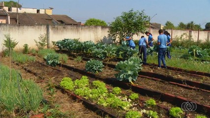 Escolas do Tocantins incentivam agricultura familiar para alunos