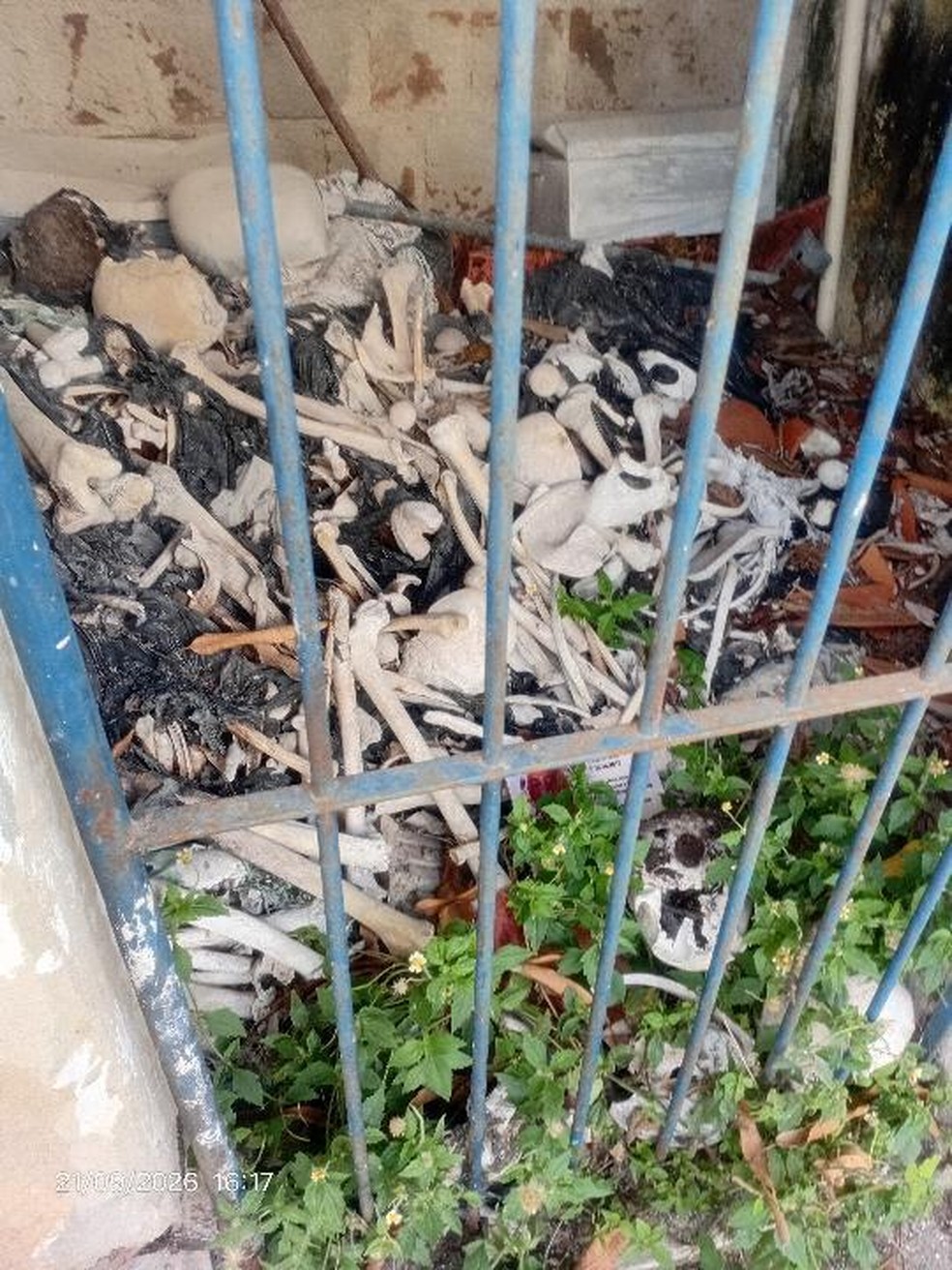 Ossos encontrados expostos no cemitério municipal de Itamaracá, no Grande Recife — Foto: Reprodução/Whatsapp