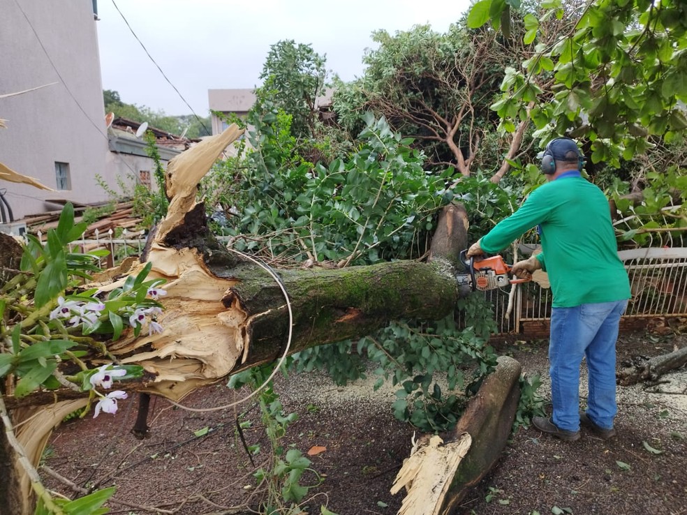 Árvore é retirada de rua após cair depois de fortes ventos em Missal — Foto: Prefeitura Missal
