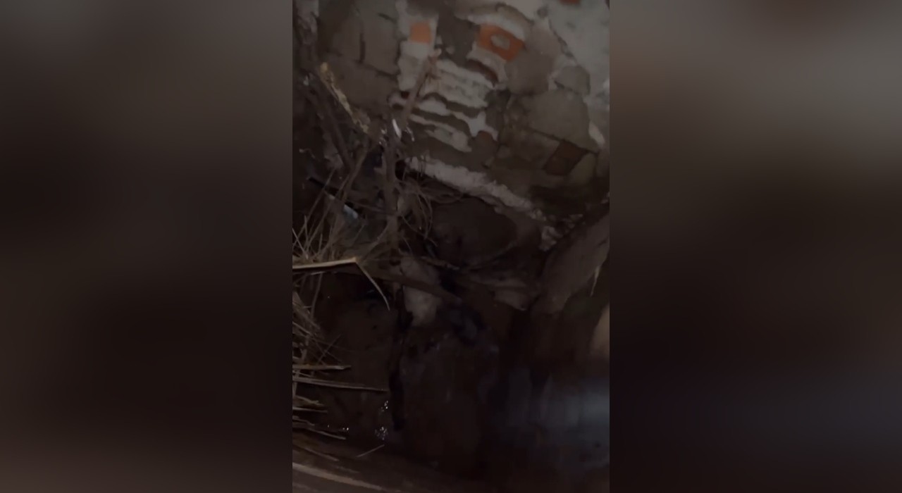Cão alerta tutor durante passeio e ajuda a salvar cachorro preso em bueiro no interior de SP: 'Herói'