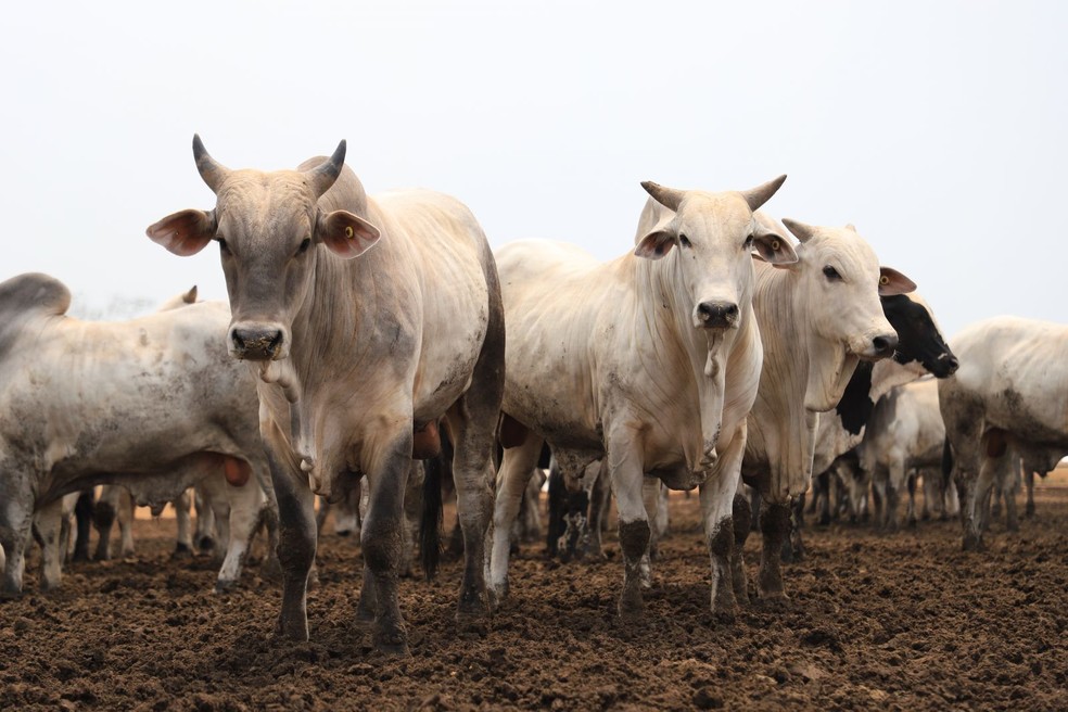 Porto Velho contribui para a exportação da  carne bovina de Rondônia. — Foto: Superintendência Municipal de Comunicação (SMC)