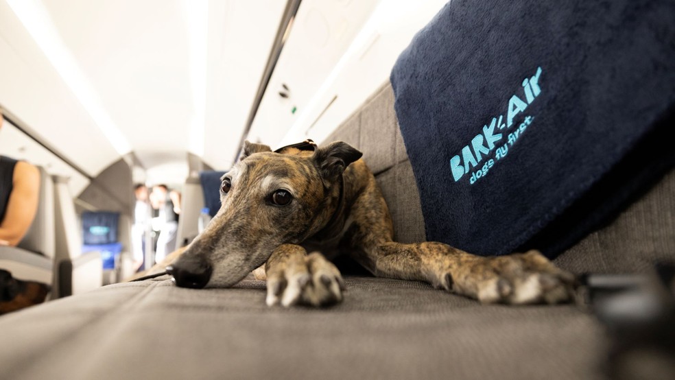 Cachorros poderão sentar onde quiserem durante voo em nova companhia aérea — Foto: Divulgação/Bark Air
