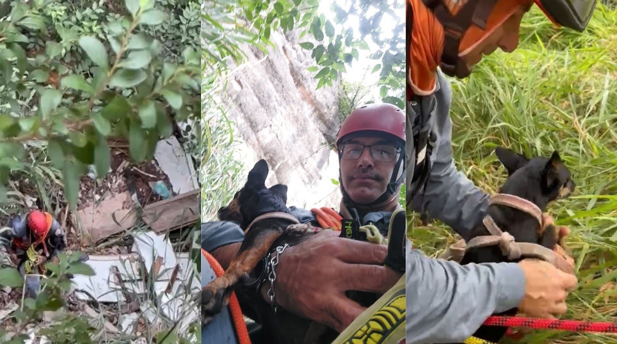 VÍDEO: bombeiros usam cordas para salvar cães após queda de 30 metros em penhasco de Marília