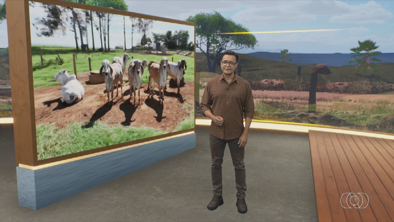 VÍDEOS: Jornal do Campo GO de domingo, 30 de novembro de 2025