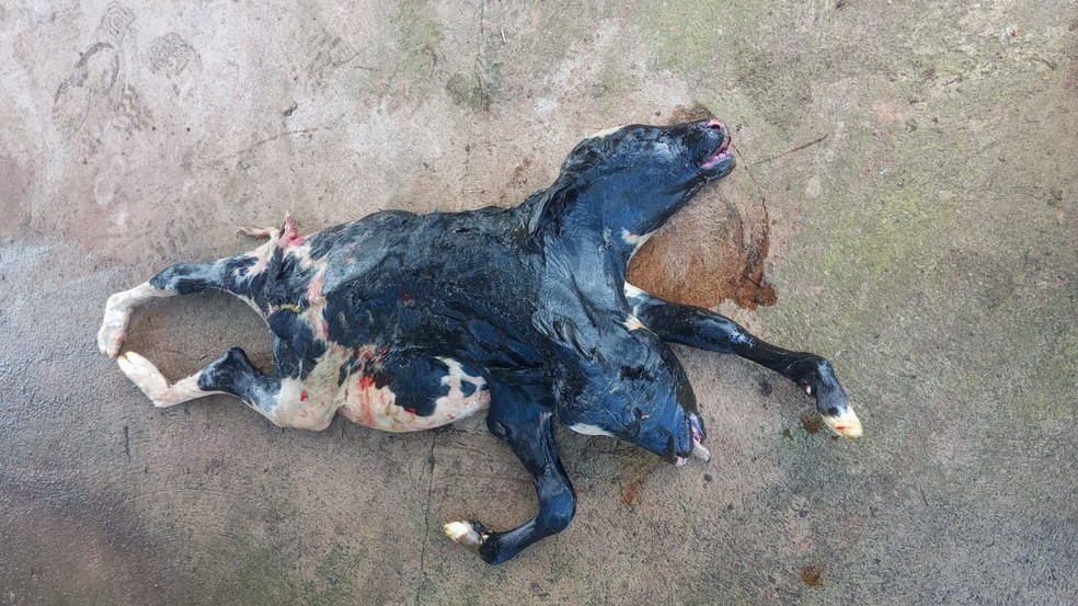 Bezerra com duas cabeças nasce morta em fazenda de São Miguel do Guaporé, RO — Foto: Reprodução/acervo pessoal