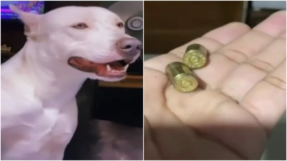 Policial mata cão pitbull durante abordagem em Fortaleza — Foto: TV Verdes Mares/Reprodução