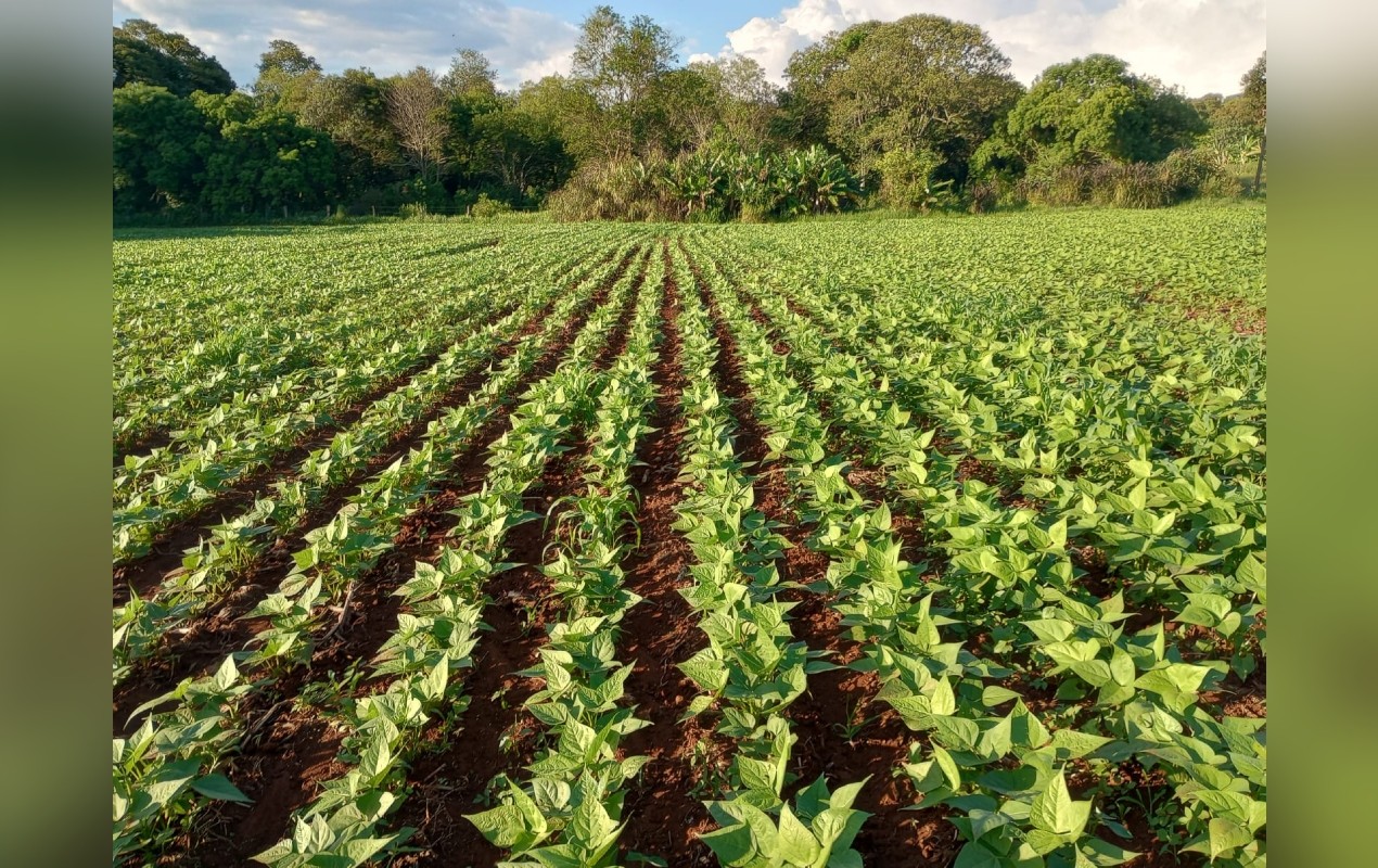 Há mais de 40 anos, famílias transformam assentamento em polo de produção de alimentos no interior paulista