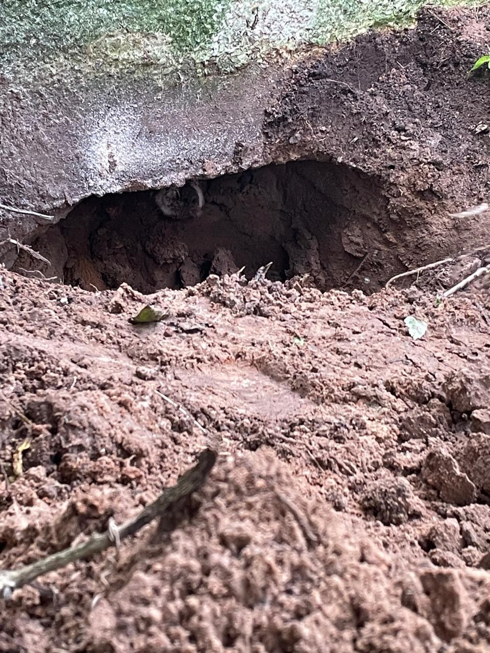 Cachorro cava buraco embaixo de casa e terra desmorona sobre ele, que precisa de resgate em SC; VÍDEO