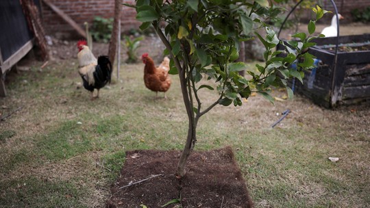 Chile usa cabelo humano para economizar água e driblar a seca nas plantações; entenda - Tapetes compostáveis com fios coletados em salões evitam perda de umidade e aliviam o estresse hídrico nas lavouras da árida do Chile.