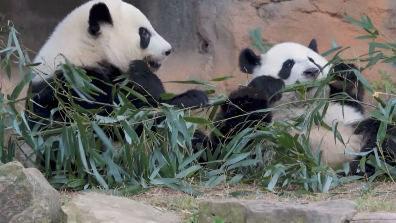 Entre Dois Mundos: a diplomacia panda em meio à corrida tecnológica