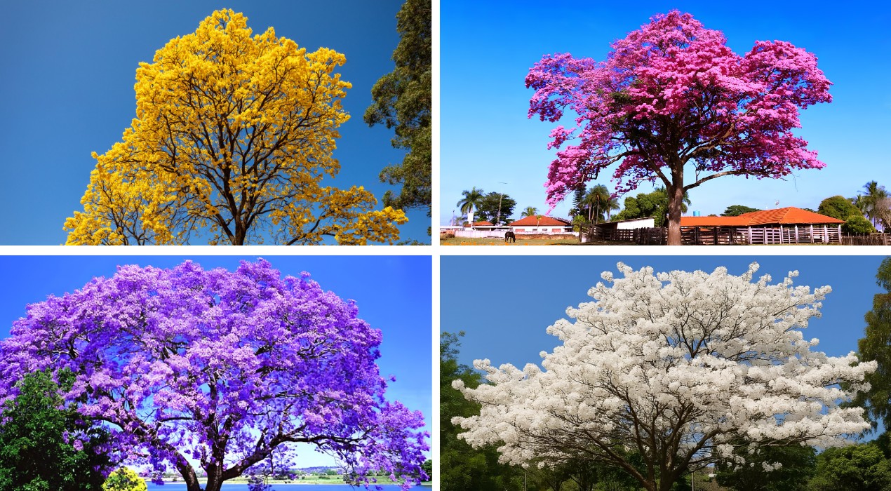VÍDEO: florada de ipês transforma ruas de Itu em corredores cor-de-rosa